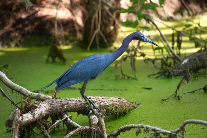 Heron bird on a log amid duckweed water.